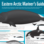 marine mammals guide