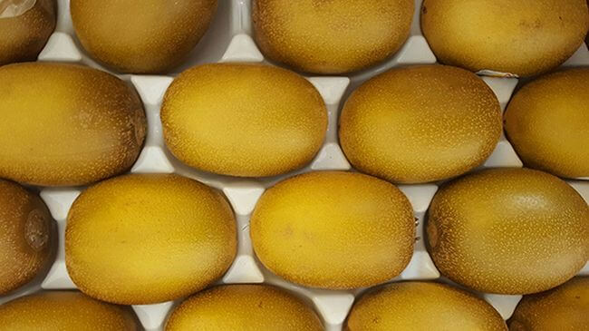 MSC PROVIDES SOLUTIONS TO TRANSPORT GOLD KIWI FROM ITALY TO CHINA