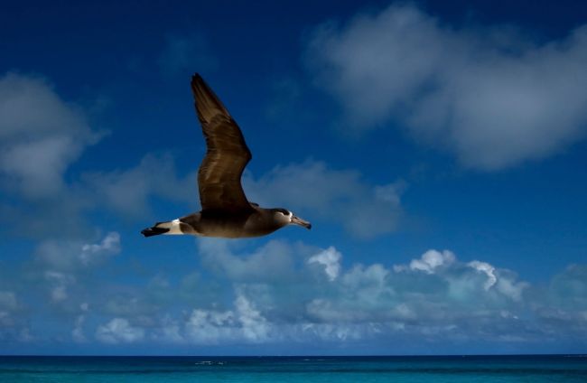 Black-footed-albatross-Hawaii_Conners_med
