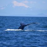 P9-Humpback-Whale_J_Maxwell1