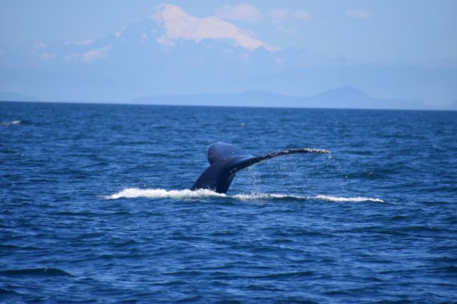 P9-Humpback-Whale_J_Maxwell1