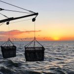 The future of mussel farming