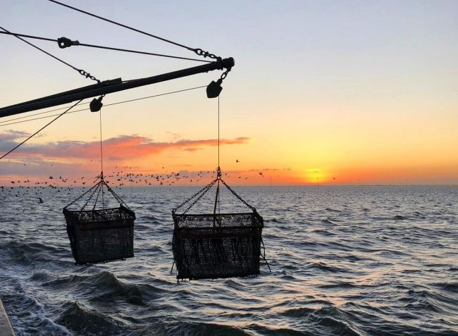 The future of mussel farming