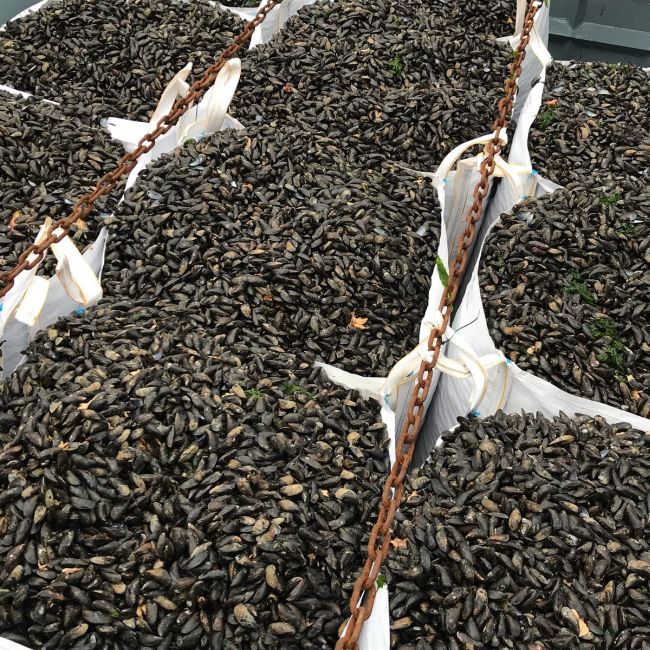 The future of mussel farming_