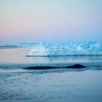 arctic_Representation