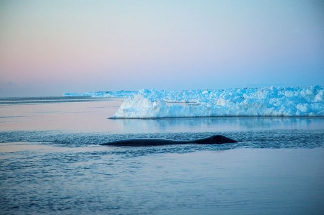 arctic_Representation