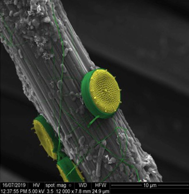 biofoul