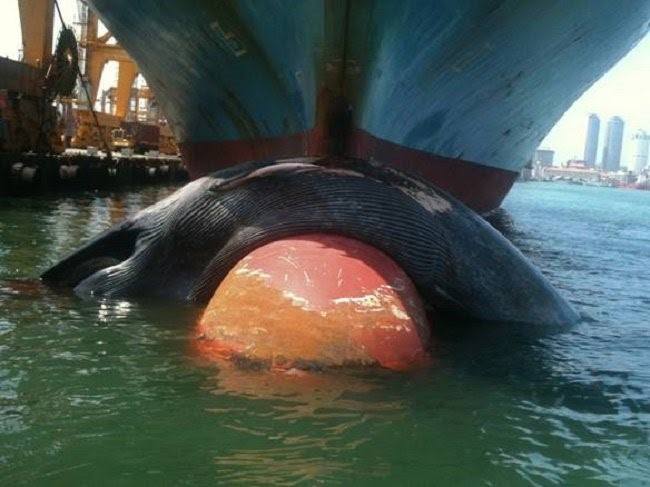 Friend of the Sea Urges the Global Shipping Industry for Immediate Action to Prevent Whales’ Ship Strikes and to Implement Sustainable Practices