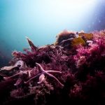 The Invasive Species