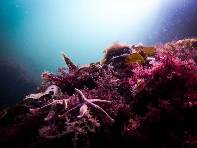 The Invasive Species