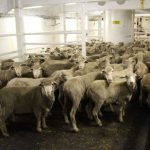 Sheep moratorium part of industry re-set