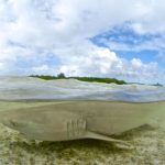 bull-shark