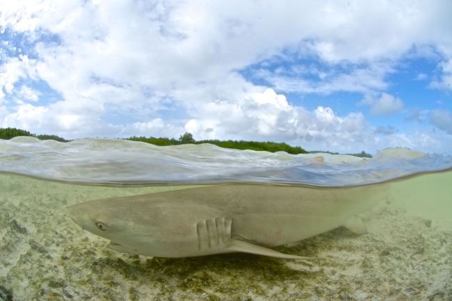 bull-shark
