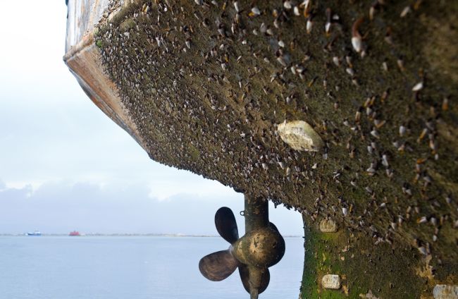 Hull fouling