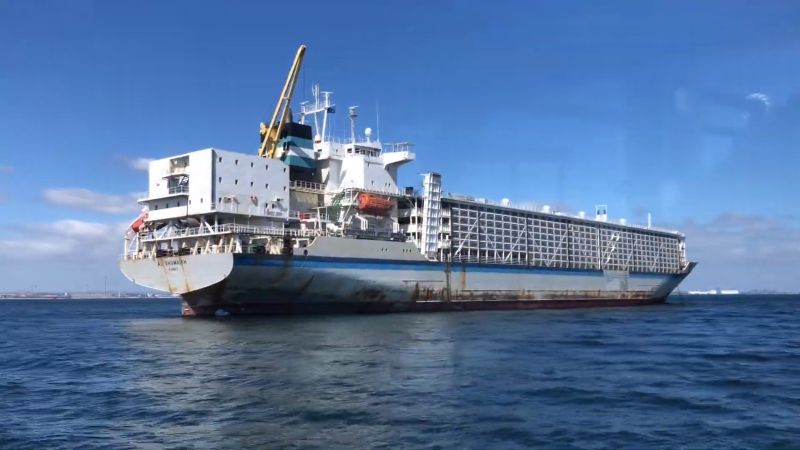 Cattle Carrier - Livestock representation 