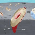 HKBU - - Research Unlocks Genomic Secrets Of Organisms That Thrive In Extreme Deep-Sea Environments