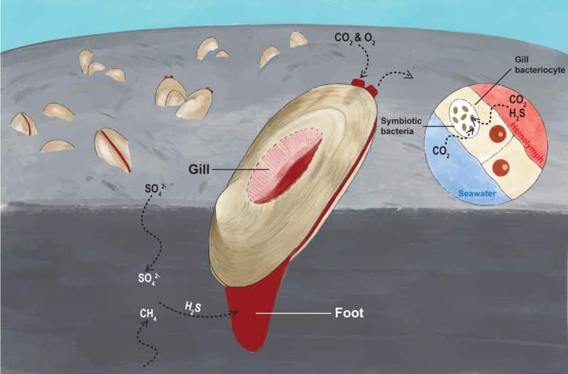 HKBU - - Research Unlocks Genomic Secrets Of Organisms That Thrive In Extreme Deep-Sea Environments