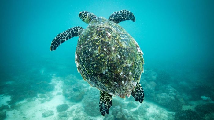 Marine And Climate Experts Call For Ocean Protection In Climate Policy