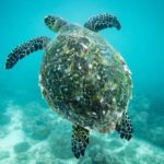 Marine And Climate Experts Call For Ocean Protection In Climate Policy