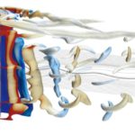 Rotor_sail_(vortex_visualization)