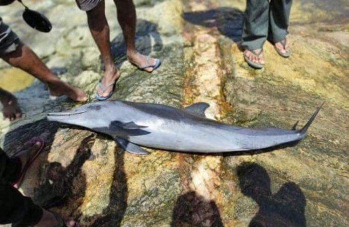 dead fish washed up on srilankan shore after x press pearl incident