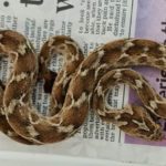 snake in shipment