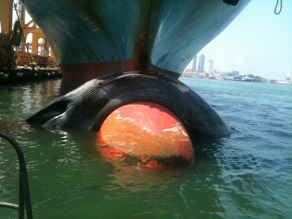 whale on ship's nose