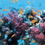coral reef