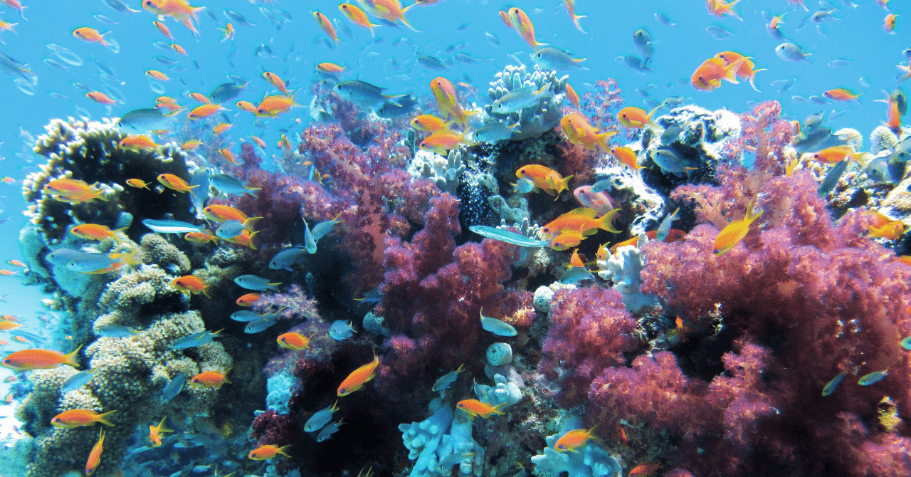 coral reef