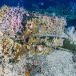 frontiers-marine-science-ship-ram-marine-fauna-4