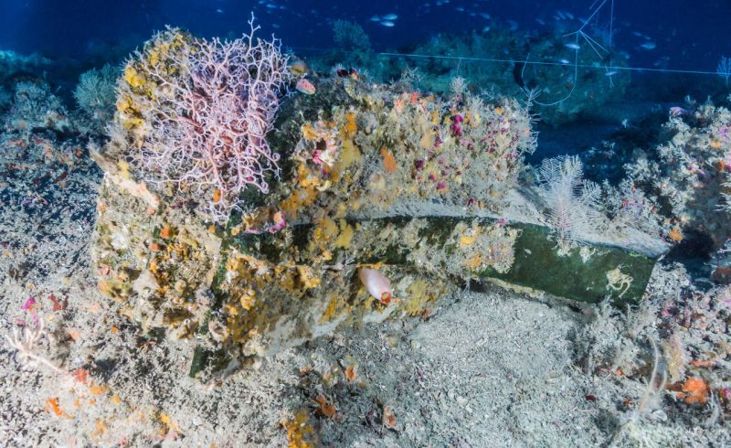 frontiers-marine-science-ship-ram-marine-fauna-4