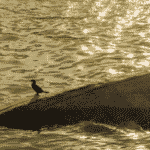bird sitting on a sunken ship