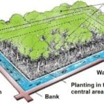 Mangrove Restoration/Conservation Project