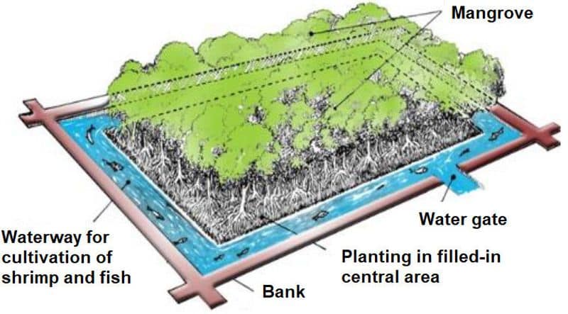 Mangrove Restoration/Conservation Project