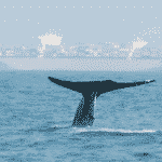 whale and ship