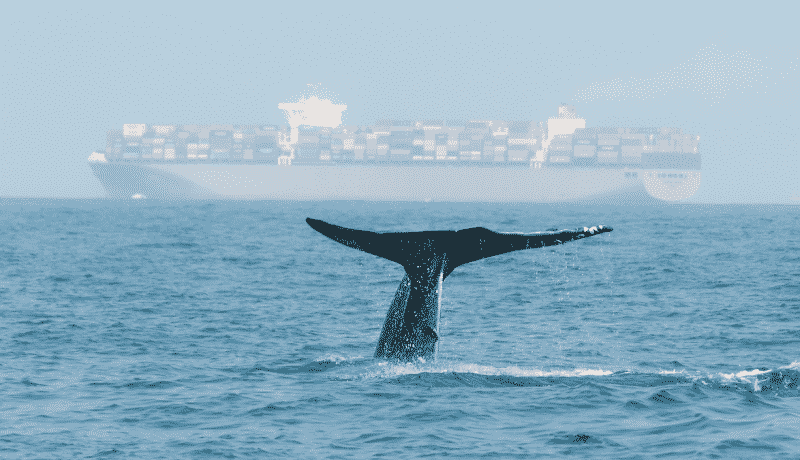 whale and ship
