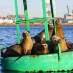 port seals on buoy env wildlife