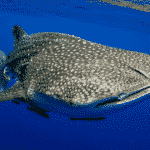 whale shark
