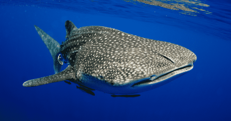 whale shark
