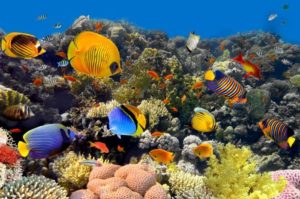 coral reefs