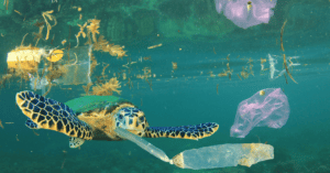 Ocean Voyages Institute Gets Rid Of 96 Tons Of Plastic From The Pacific Ocean