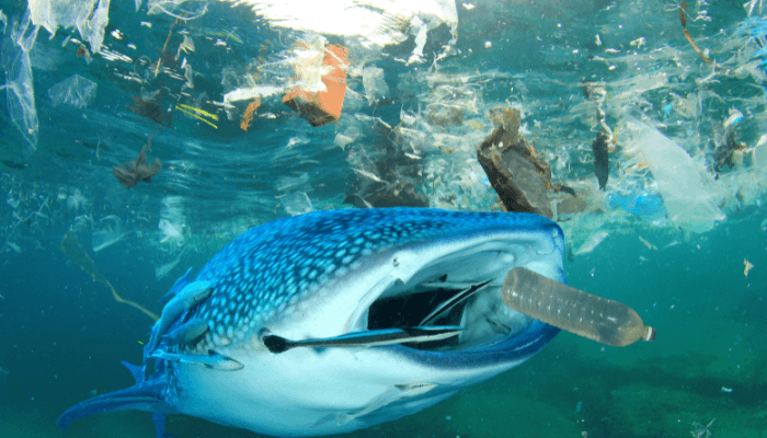 Pacific Garbage Patch