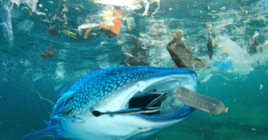 The Great Pacific Garbage Patch