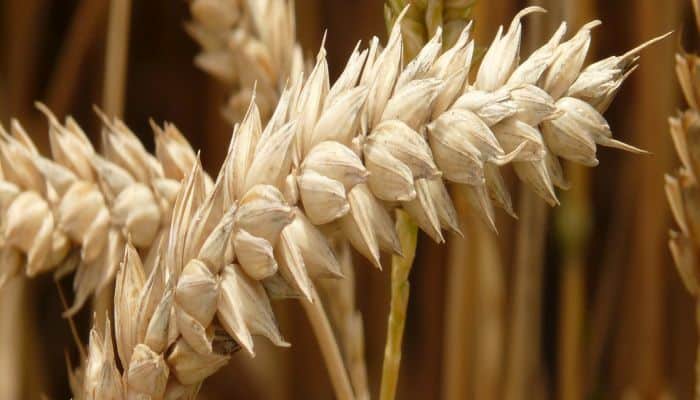 Black Sea Grain