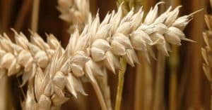 Black Sea Grain Initiative