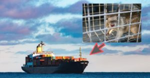 Indian Palm Squirrel Hitches Ride On A Ship, Lands In Scotland