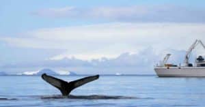 New System Aims To Save Lives Of Whales From Ship Collisions