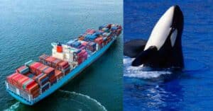 Big Ships In North Puget Sound To Slow Down For Fish-Eating Orcas