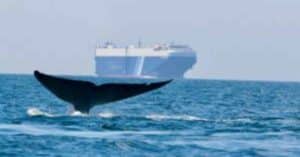 ICS Heralds’ Successful Collaboration To Reduce Harm To Whales
