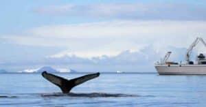 US Whales